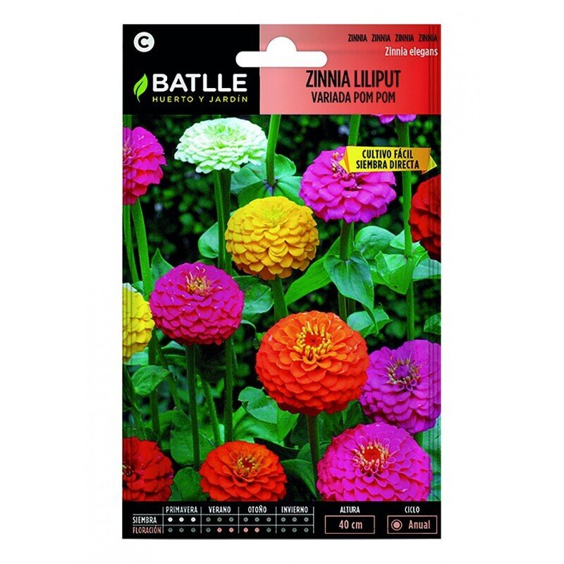 ZINNIA LILIPUT VARIADA (POM-POM) R.097261