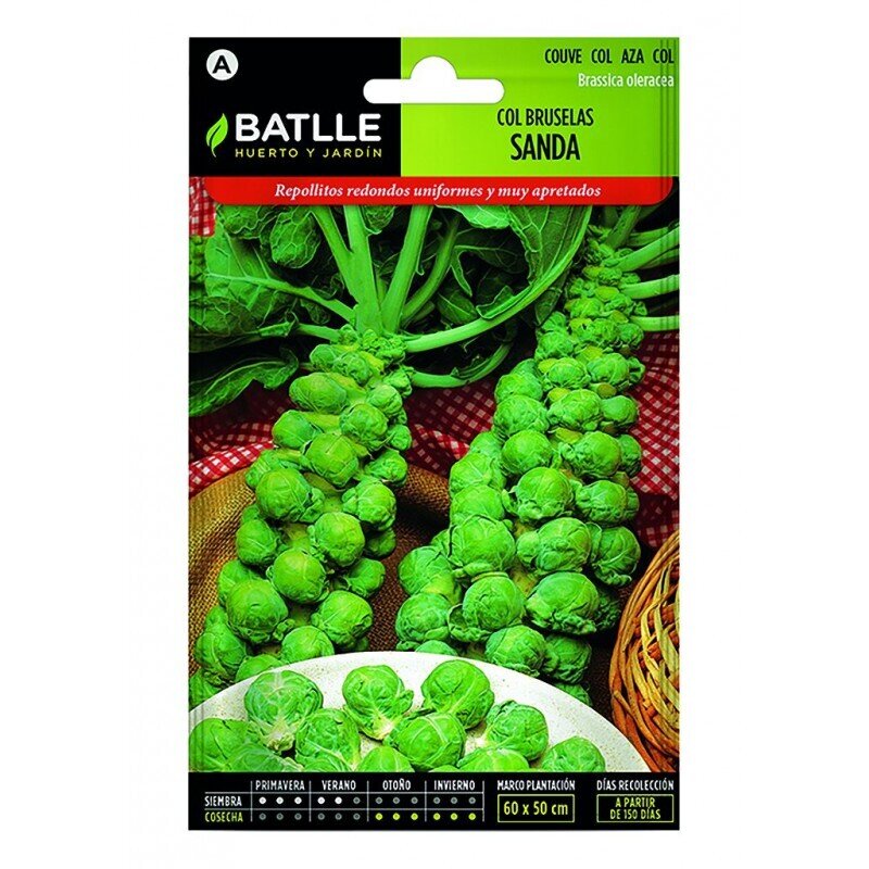 COL DE BRUSELAS ( SANDA ) LUJO