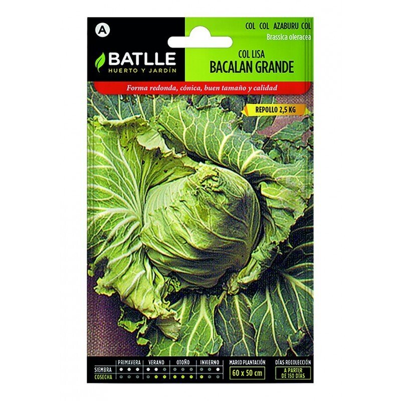 COL BACALAN GRANDE 100 GRS.