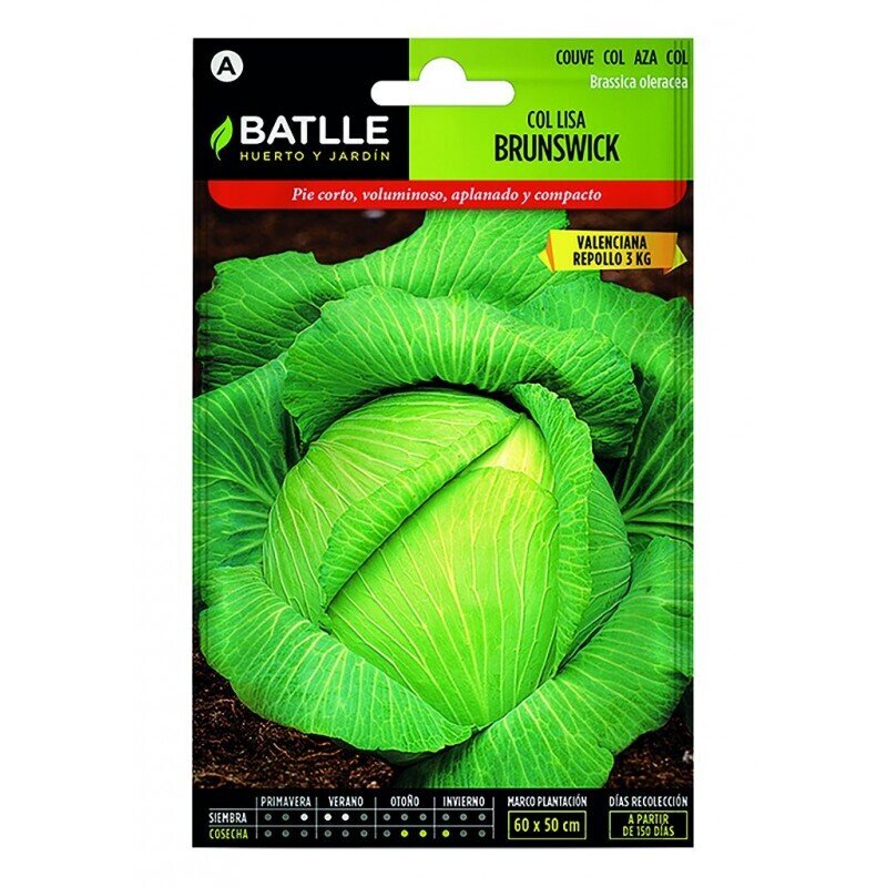 COL BRUMSWICH ( VALENCIANA ) LUJO