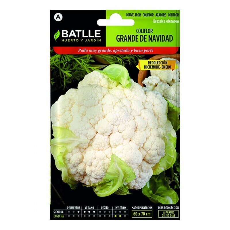 COLIFLOR GRANDE DE NAVIDAD (DIC-ENE)LUJO