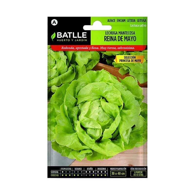 LECHUGA PRINCESA MAYO-REINA MAYO LUJO