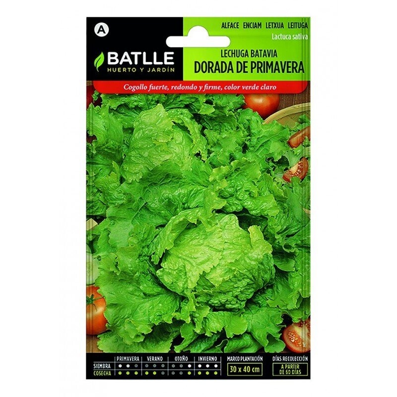 LECHUGA BATAVIA DORADA PRIMAVERA LUJO
