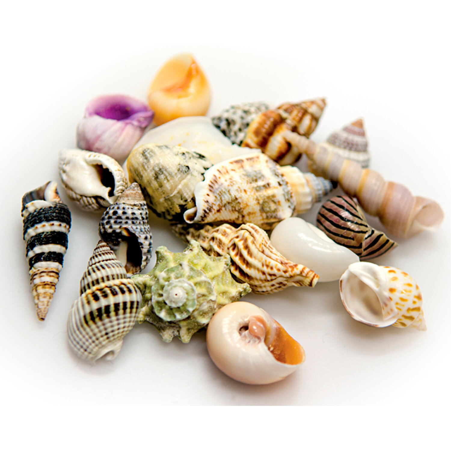 Programable Ciclo de Luz Autom�tico Programable Ciclo de Luz Autom�tico