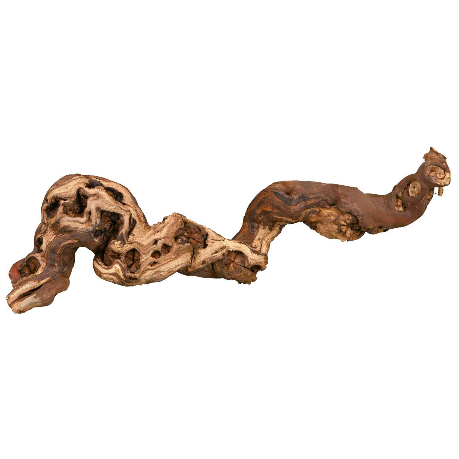 Set de Cepas vid, Pulida con arena, M, 30-40 cm