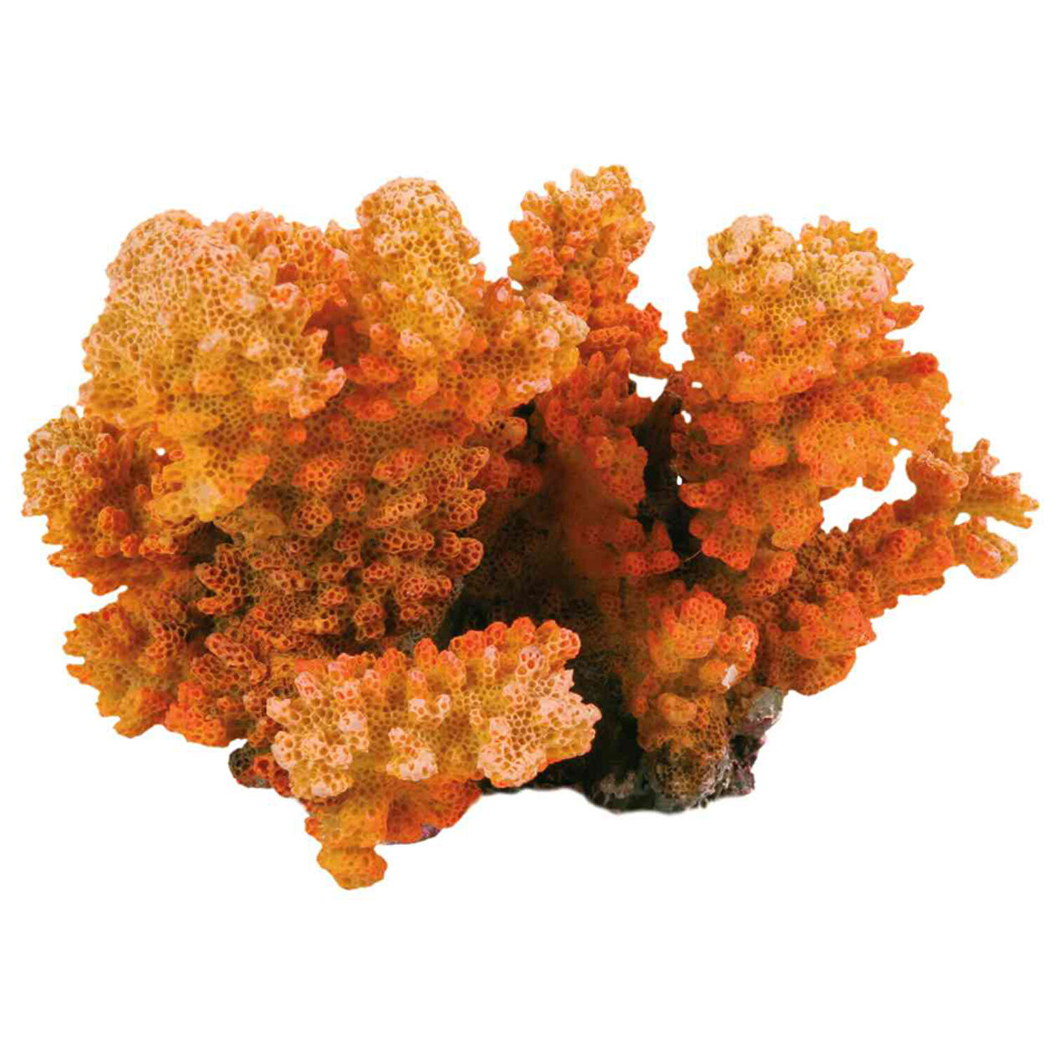Coral en rama, 12 cm