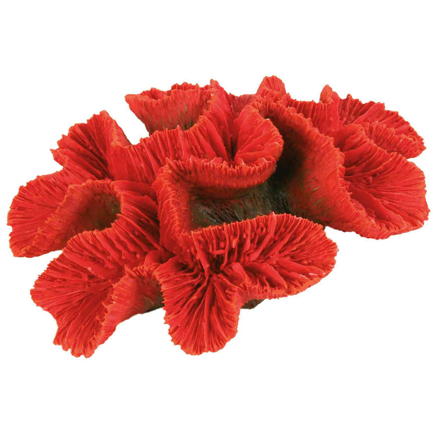 Coral, 16 cm