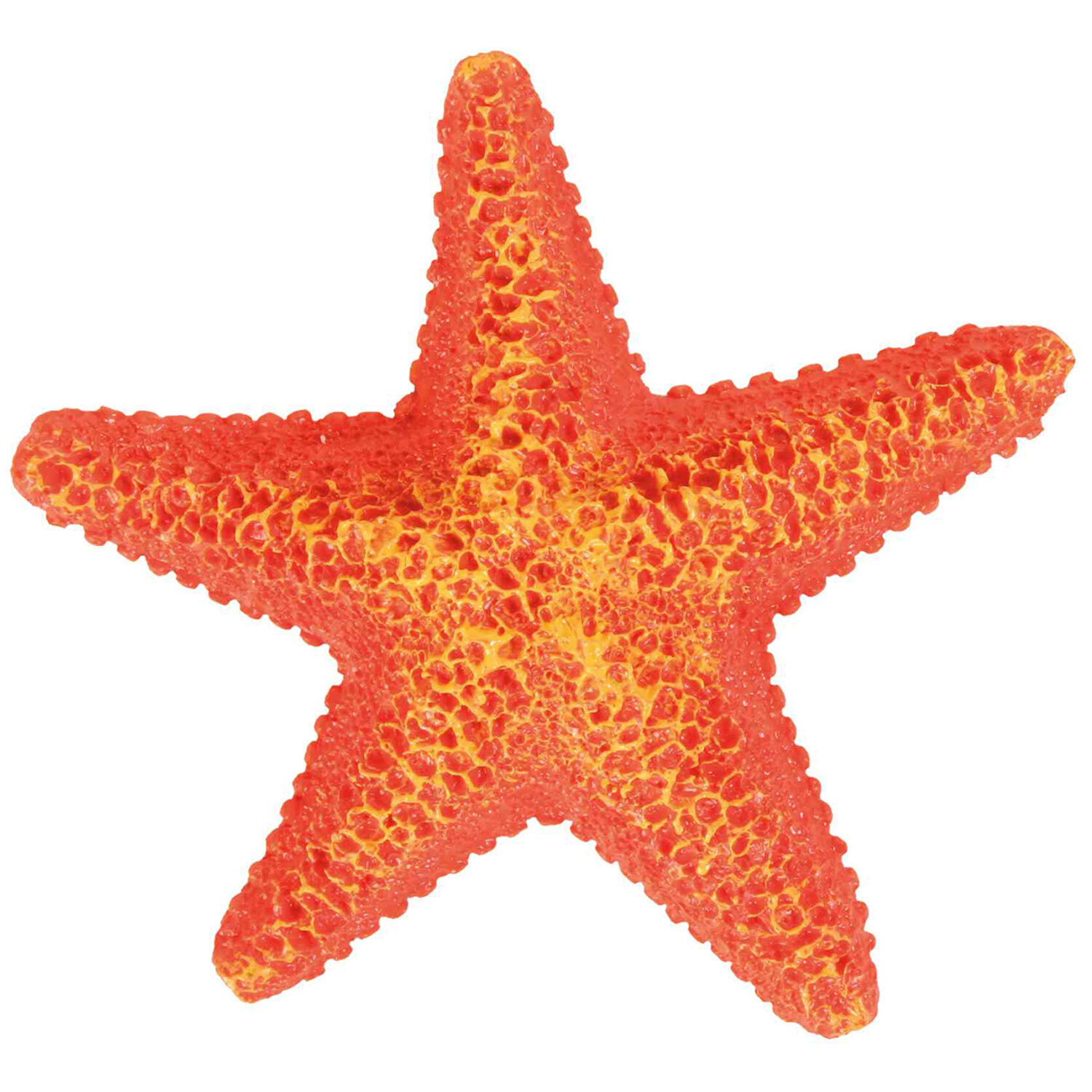 Set de Estrellas de mar, �9 cm