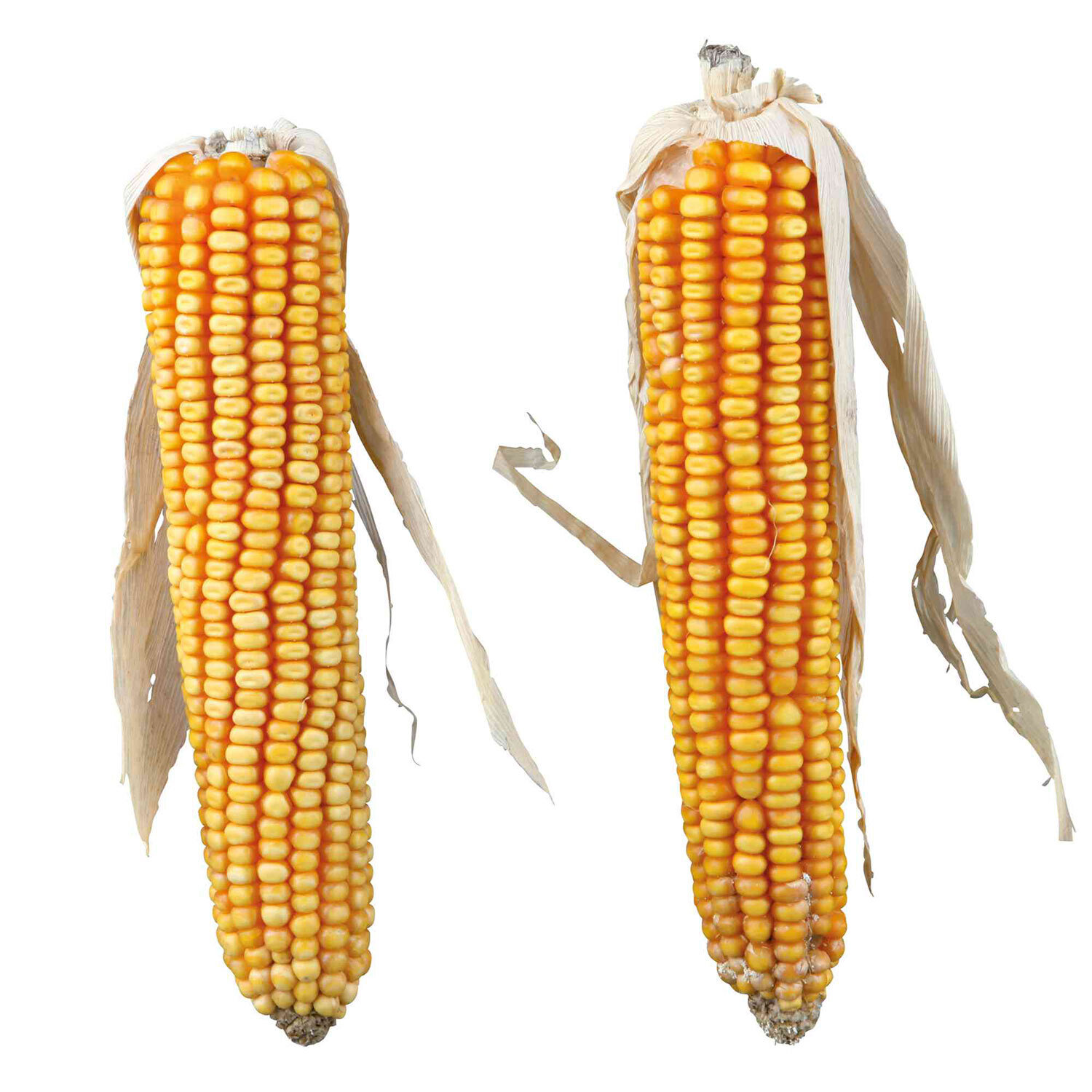 2 Mazorcas de Ma�z con farfolla, 250 g