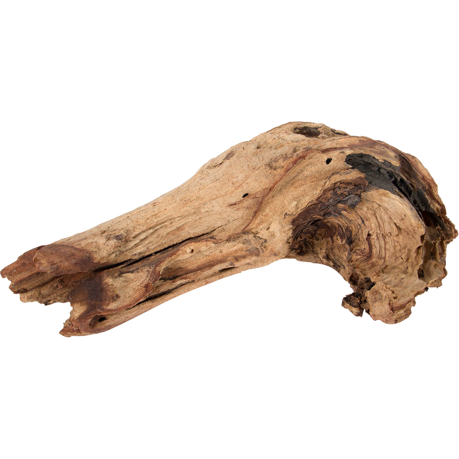 20 Troncos Mopani, Talla S, aprox. 20 kg