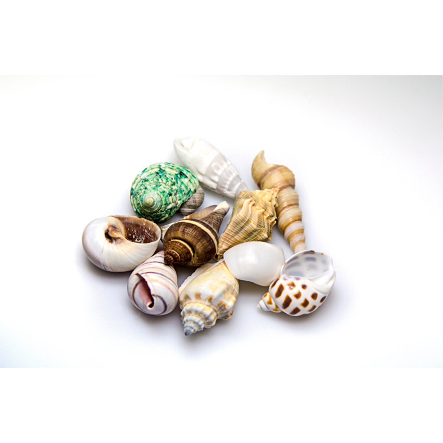 10 Piezas Medianas de Conchas Marinas