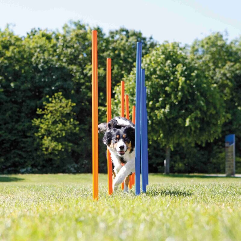 Eslalom para Agility, 115 x�3 cm, Azul-Naranja