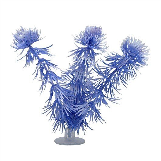 MARINA HORNWORT CON VENTOSA 12,5cm MARINA HORNWORT CON VENTOSA 12,5cm