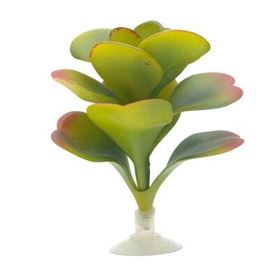 MARINA RED HYACINTE CON VENTOSA 12,5CM