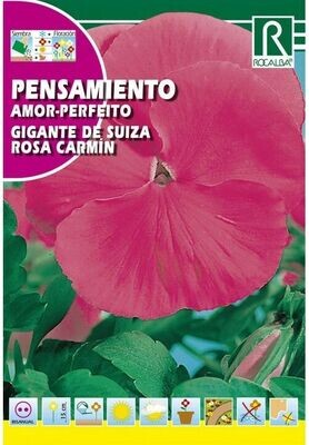 FLORES PENSAMIENTO GIGANTE DE SUIZA ROSA CARMIN