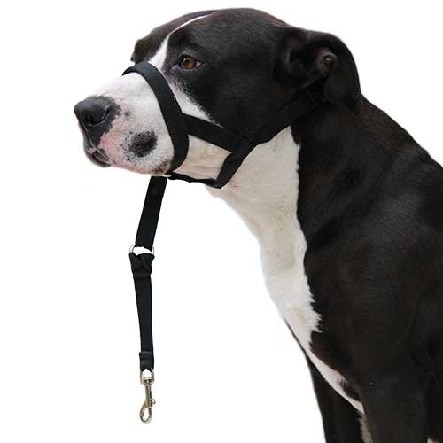 Dog guider Ib��ez DogwayDOG GUIDER IB���EZ DOGWAY XL