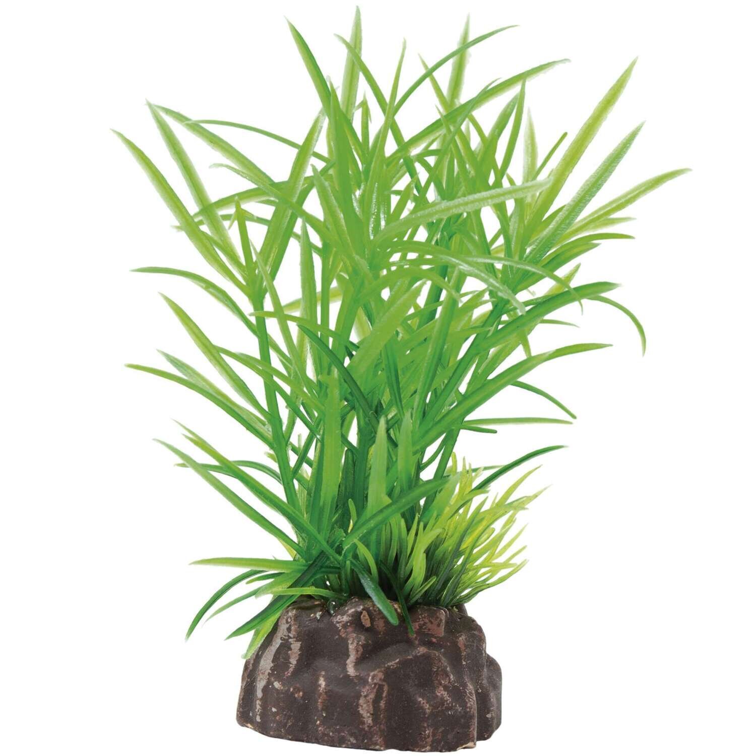 Planta 'MAGIC PLANTS'8cm