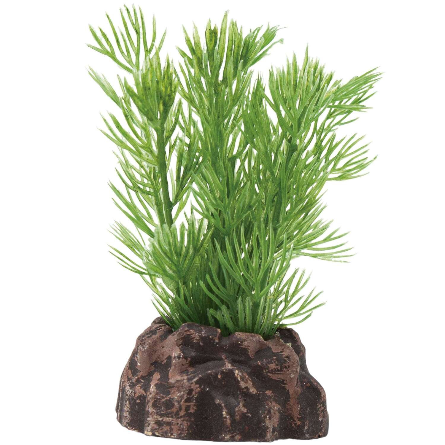 Planta 'MAGIC PLANTS'6cm