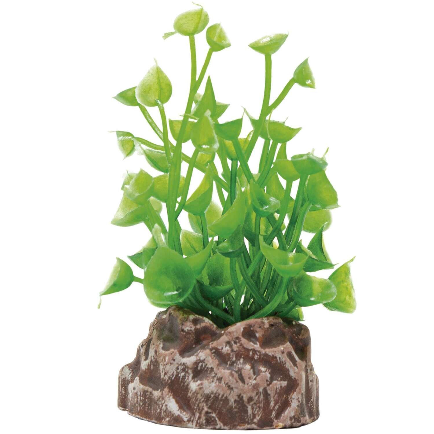 Planta 'MAGIC PLANTS'6cm