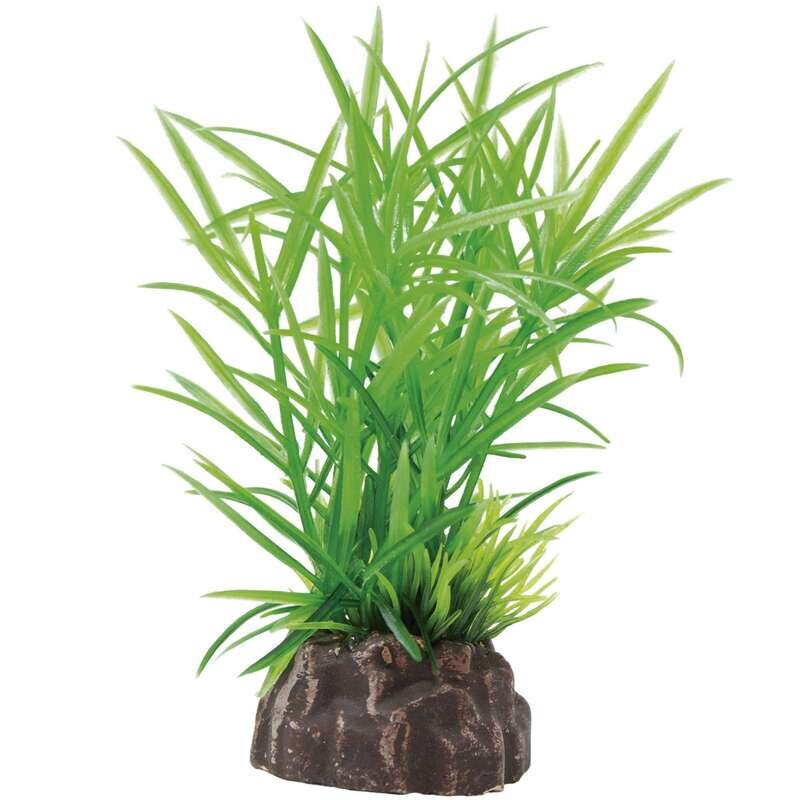 Planta 'MAGIC PLANTS'8cm