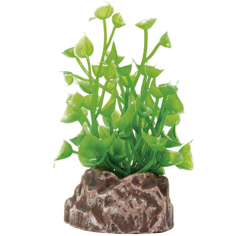 Planta 'MAGIC PLANTS'6cm
