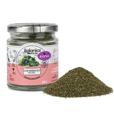 Algas marinas KELPALGAS MARINAS KELP