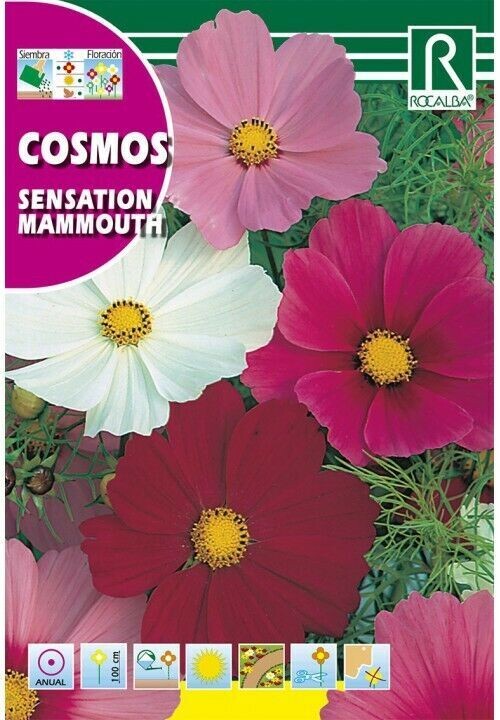 FLORES COSMOS SENSATION MAMMOUTH GIGANTE VARIADO
