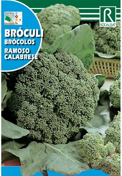 HORTALIZAS BRÓCOLI(Brassica oleracea)
rama de pepperoni