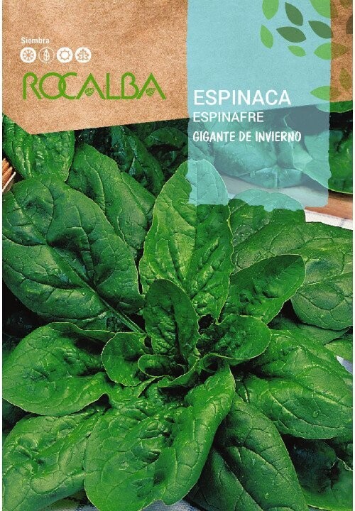HORTALIZAS ESPINACA Gigante de invierno