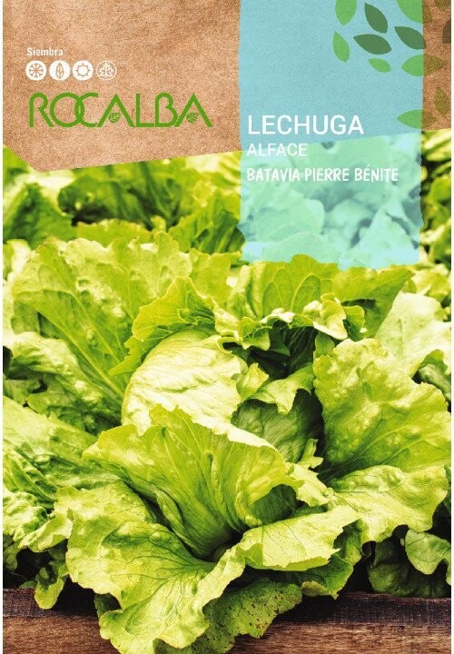 HORTALIZAS LECHUGA BATAVIA DE PIERRE BENITE