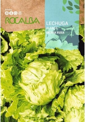 HORTALIZAS LECHUGA BATAVIA RUBIA