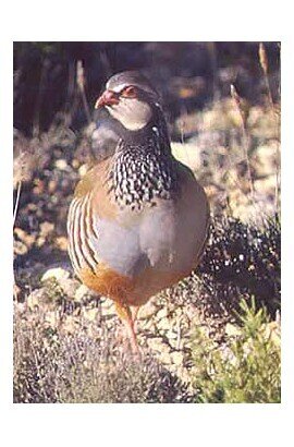 PERDICES MANTENIMIENTO 25 KG.