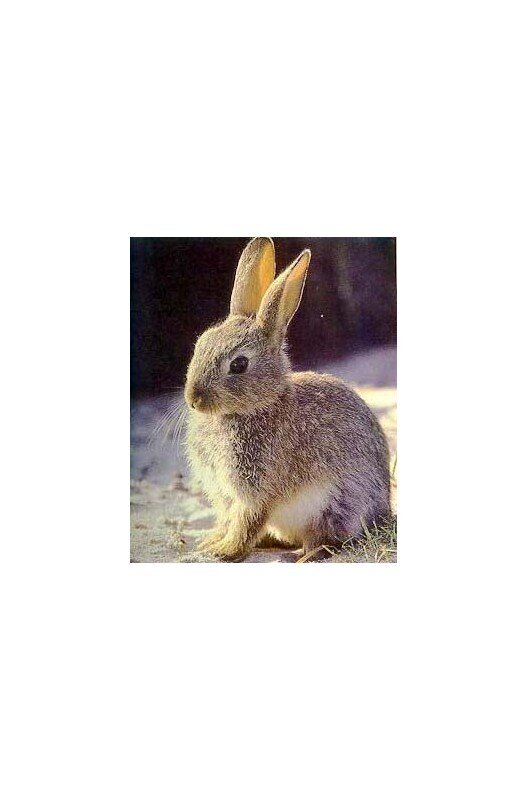 CONEJO UNICO 25 KG. Pienso compuesto.