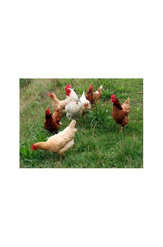 AVES DE CORRAL 35 KG. CAMPERAS