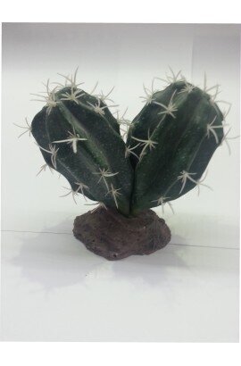CACTUS SINAI 13 cm.