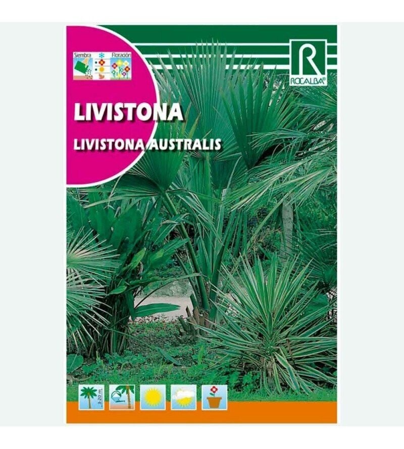 ARBOL LIVISTONA