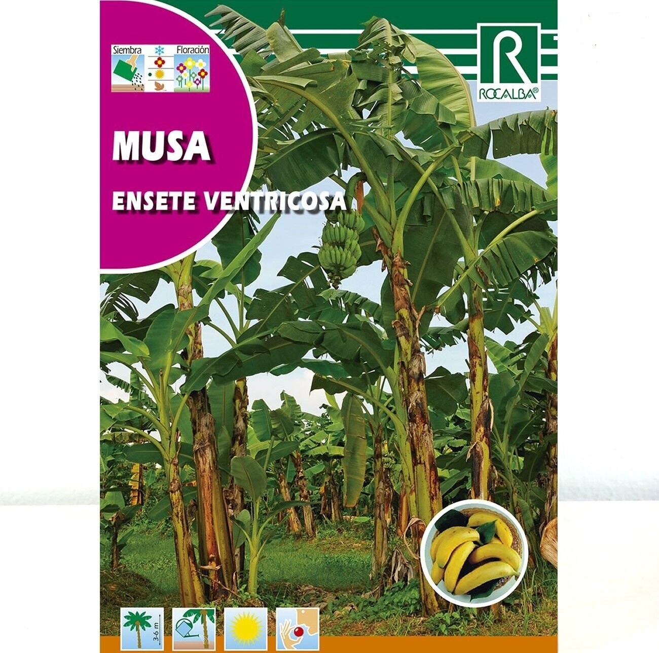 ARBOL MUSA