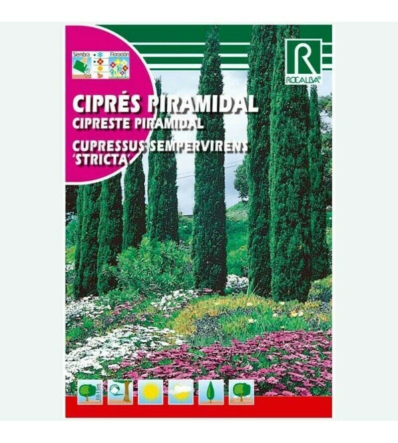 ARBOL CIPRES PIRAMIDAL