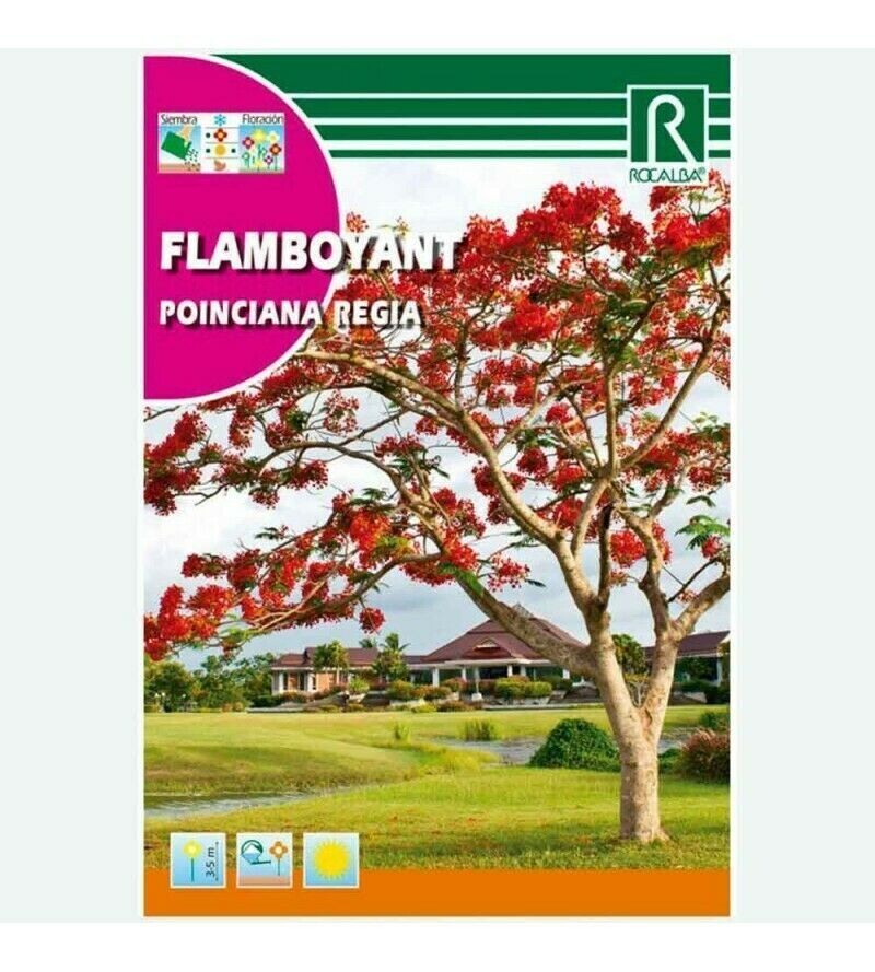 ARBOL FLAMBOYANT