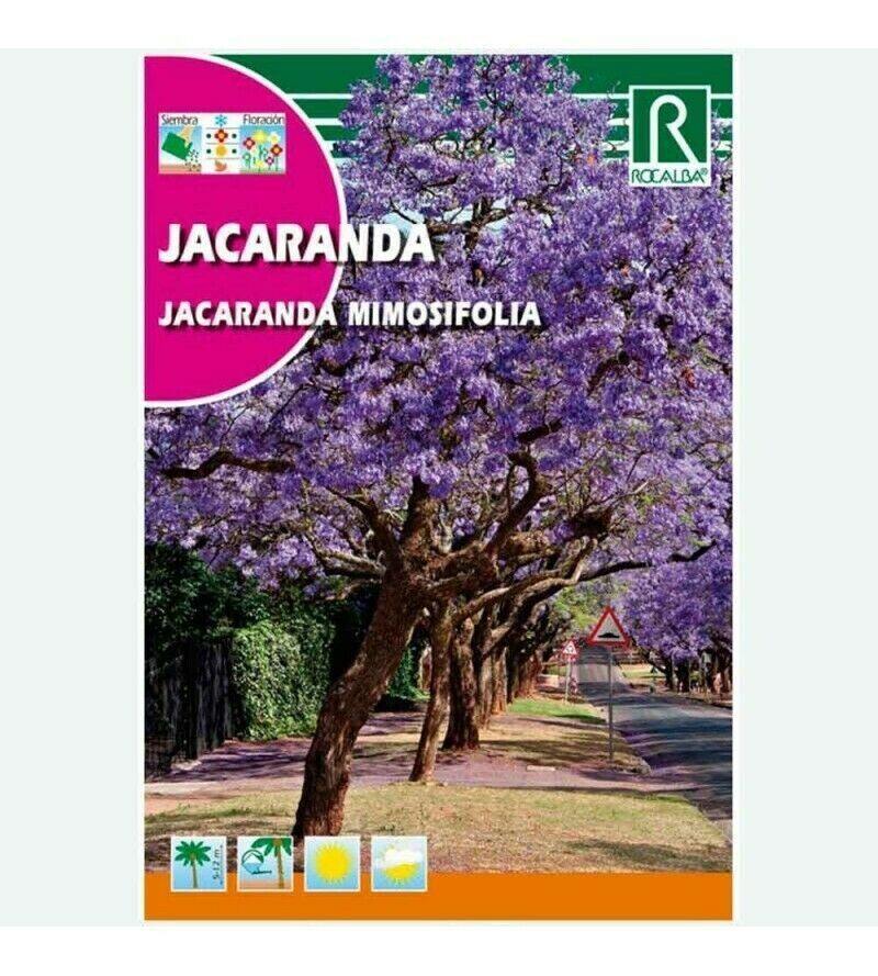 ARBOL DE JACARANDA