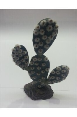 CACTUS SAHARA 19cm.