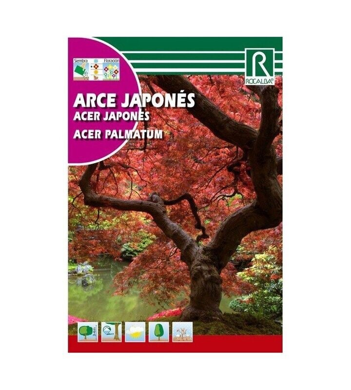 ARBOL ARCE JAPONES