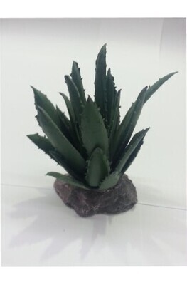 CACTUS SIERRA MADRE 12cm.
