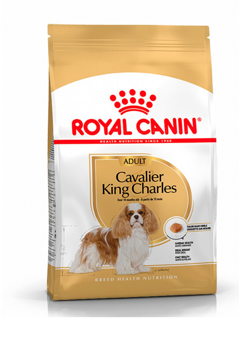 CAVALIER KING CHARLES ADULT