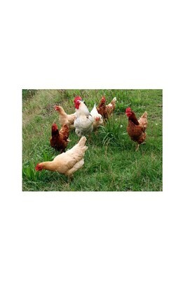 AVES DE CORRAL 35 KG. CAMPERAS