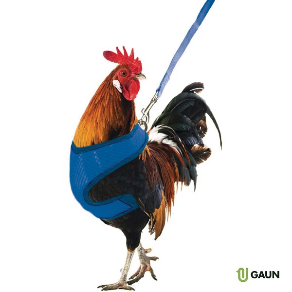 ARNES GALLINAS