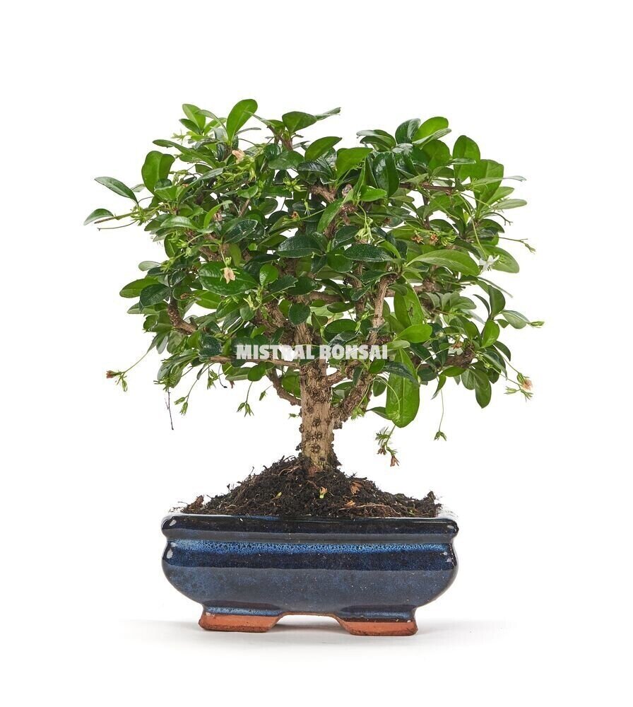 Bonsai 5 años Carmona microphylla   21x23x30