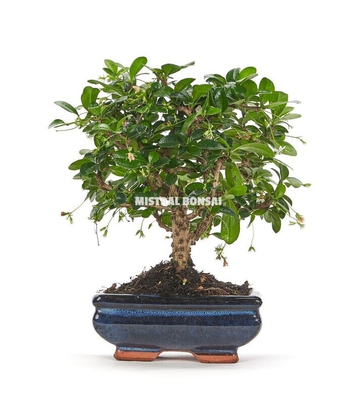 Bonsai 5 años Carmona microphylla   21x23x30