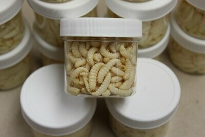 Processed Waxworms: 10 2oz. cups