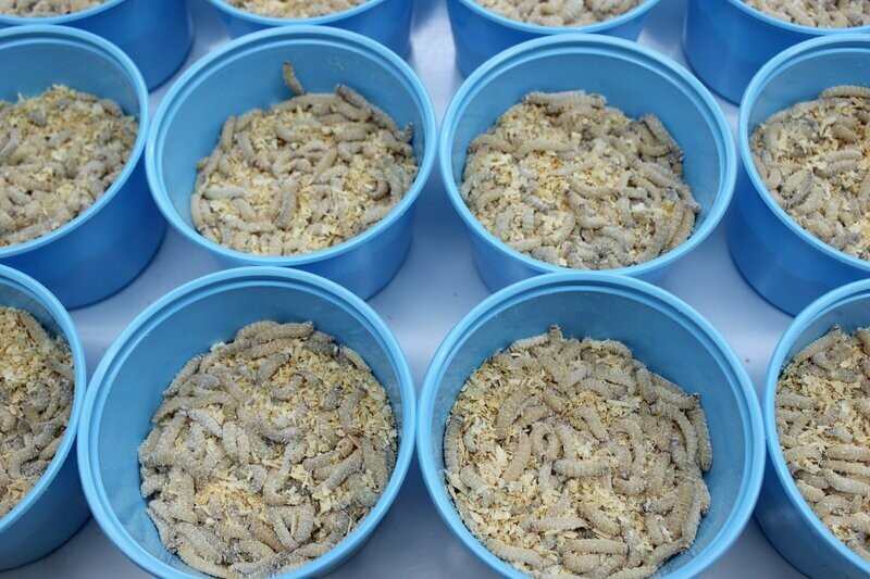 1,000 Live Waxworms